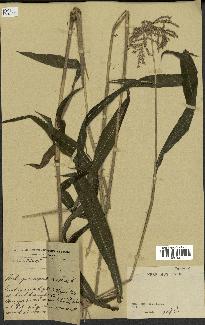 spécimen de indet.