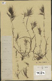 spécimen de Bromus madritensis