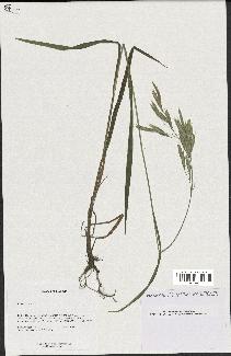 spécimen de Bromus ciliatus
