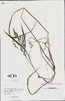spécimen de Bromus ciliatus