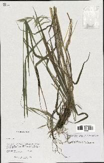 spécimen de Bromus ciliatus