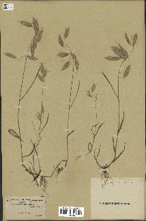 spécimen de Bromus squarrosus