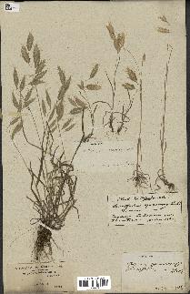 spécimen de Bromus squarrosus