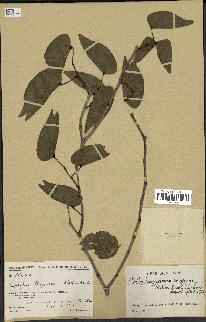 spécimen de Colophospermum mopane