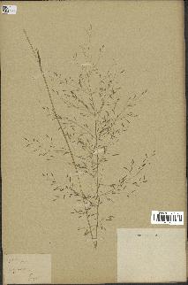 spécimen de Eragrostis virescens