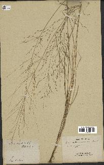 spécimen de Eragrostis virescens