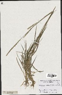 spécimen de Triticum repens