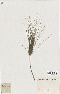 spécimen de Triticum sativum