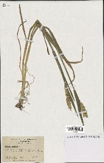 spécimen de Triticum aestivum