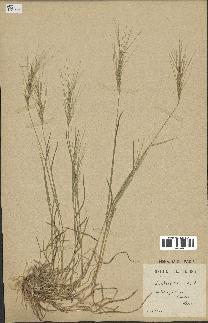 spécimen de Aegilops triuncialis