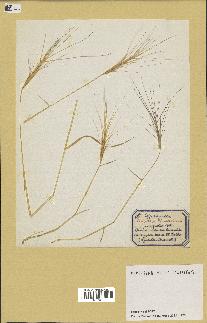 spécimen de Aegilops triuncialis