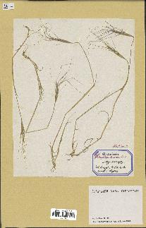 spécimen de Aegilops triuncialis
