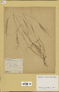 spécimen de Aegilops triuncialis