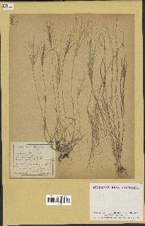 spécimen de Aegilops triuncialis