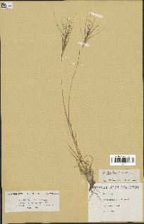 spécimen de Aegilops triuncialis