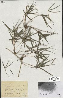 spécimen de indet.