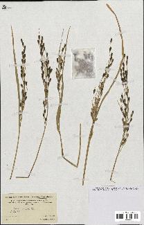 spécimen de Oryza sativa