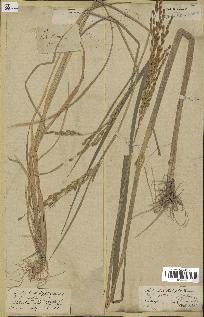 spécimen de Oryza sativa