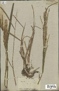 spécimen de Oryza sativa