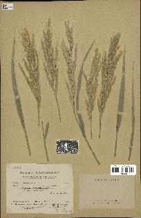 spécimen de Oryza sativa