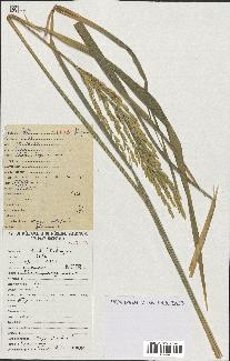 spécimen de Oryza sativa
