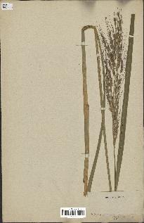 spécimen de Oryza sativa