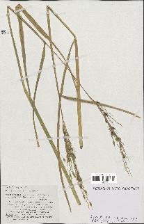 spécimen de Oryza sativa