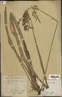 spécimen de Oryza sativa