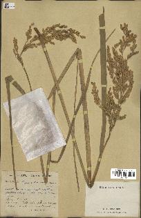 spécimen de Oryza sativa