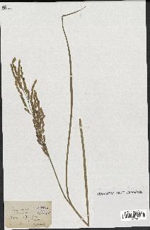 spécimen de Oryza sativa