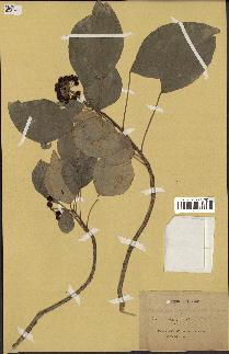 spécimen de Hedera nepalensis