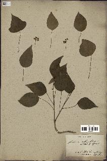spécimen de Hedera nepalensis
