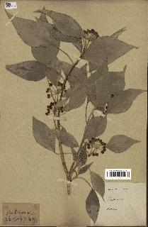 spécimen de Hedera nepalensis