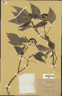 spécimen de Hedera nepalensis