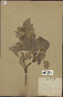spécimen de Hedera nepalensis