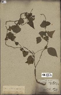 spécimen de Hedera nepalensis