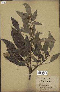 spécimen de Hedera nepalensis
