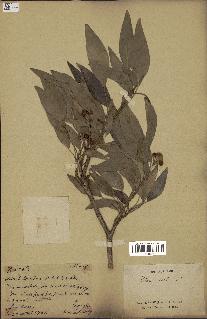 spécimen de Hedera nepalensis