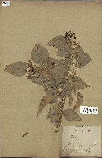 spécimen de Hedera nepalensis