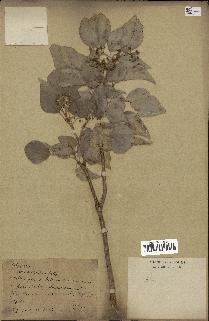 spécimen de Hedera nepalensis