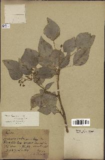 spécimen de Hedera nepalensis