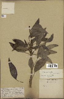 spécimen de Hedera nepalensis