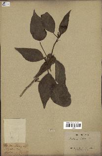 spécimen de Hedera nepalensis