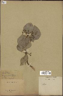 spécimen de Hedera nepalensis