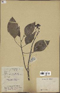 spécimen de Hedera nepalensis