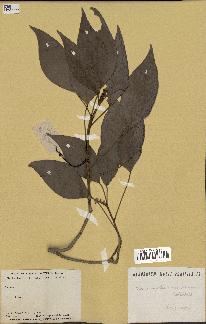 spécimen de Hedera nepalensis