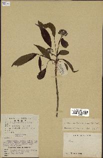 spécimen de Hedera nepalensis