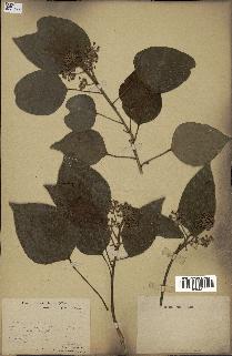spécimen de Hedera nepalensis