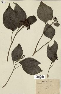 spécimen de Hedera nepalensis