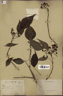spécimen de Hedera nepalensis